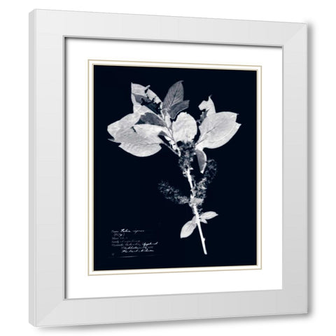 Impressions on Indigo I White Modern Wood Framed Art Print with Double Matting by Vision Studio