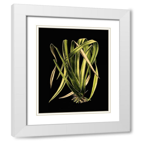 Green Leaves on Black IV White Modern Wood Framed Art Print with Double Matting by Vision Studio