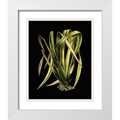 Green Leaves on Black IV White Modern Wood Framed Art Print with Double Matting by Vision Studio