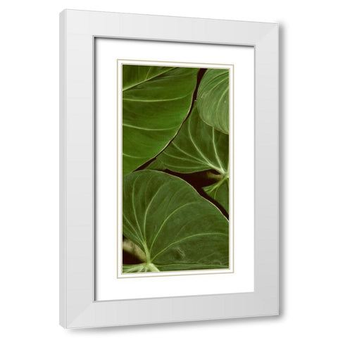 Patterned Nature III White Modern Wood Framed Art Print with Double Matting by Vision Studio