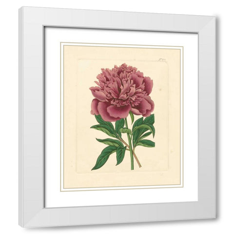 Evas Garden I White Modern Wood Framed Art Print with Double Matting by Vision Studio
