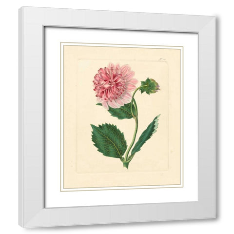 Evas Garden II White Modern Wood Framed Art Print with Double Matting by Vision Studio