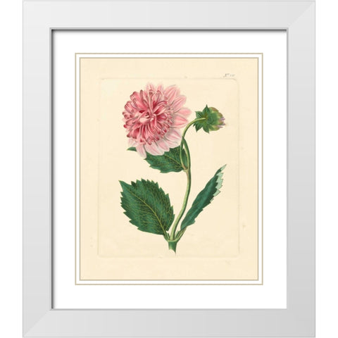 Evas Garden II White Modern Wood Framed Art Print with Double Matting by Vision Studio