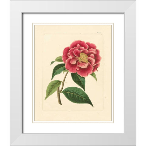 Evas Garden III White Modern Wood Framed Art Print with Double Matting by Vision Studio