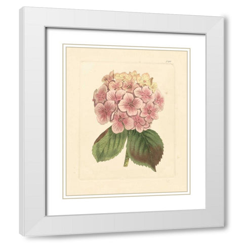 Evas Garden IV White Modern Wood Framed Art Print with Double Matting by Vision Studio