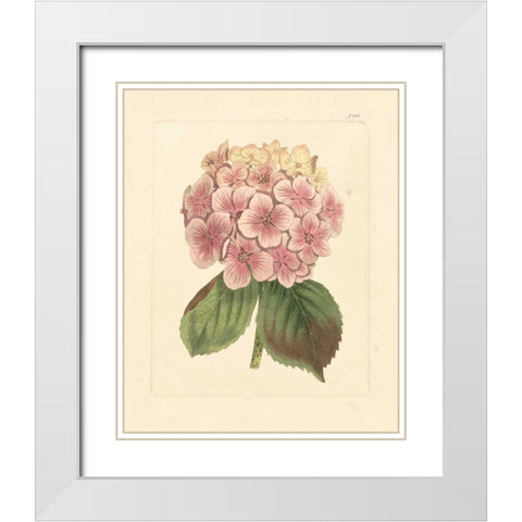 Evas Garden IV White Modern Wood Framed Art Print with Double Matting by Vision Studio