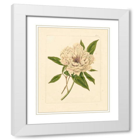 Evas Garden V White Modern Wood Framed Art Print with Double Matting by Vision Studio