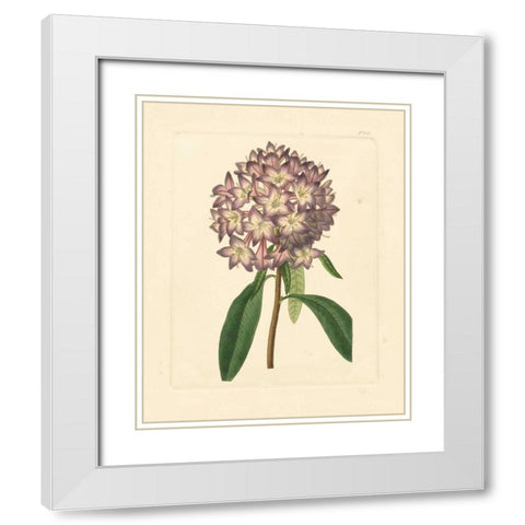 Evas Garden VI White Modern Wood Framed Art Print with Double Matting by Vision Studio