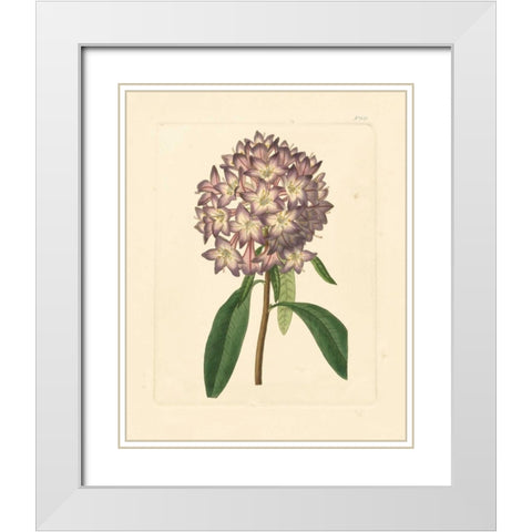 Evas Garden VI White Modern Wood Framed Art Print with Double Matting by Vision Studio