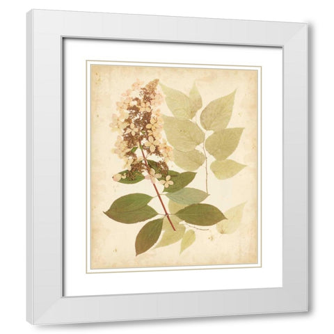 Natures Collage III White Modern Wood Framed Art Print with Double Matting by Vision Studio