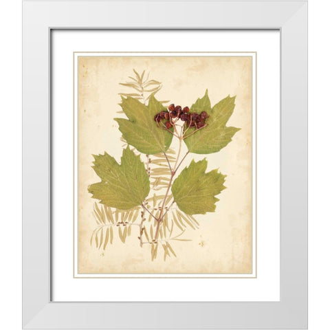 Natures Collage IV White Modern Wood Framed Art Print with Double Matting by Vision Studio