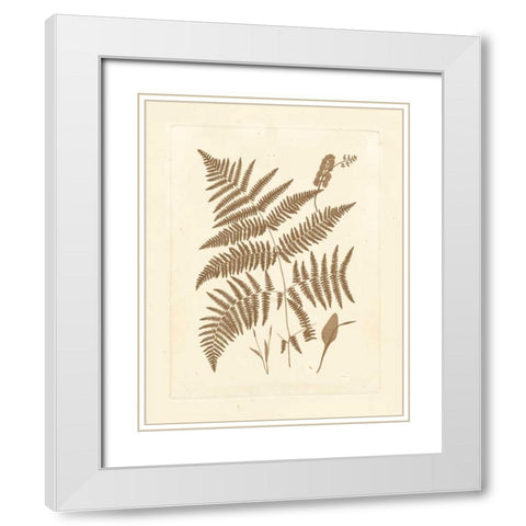 Sepia Ferns I White Modern Wood Framed Art Print with Double Matting by Vision Studio