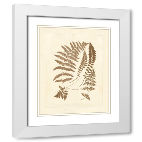 Sepia Ferns II White Modern Wood Framed Art Print with Double Matting by Vision Studio