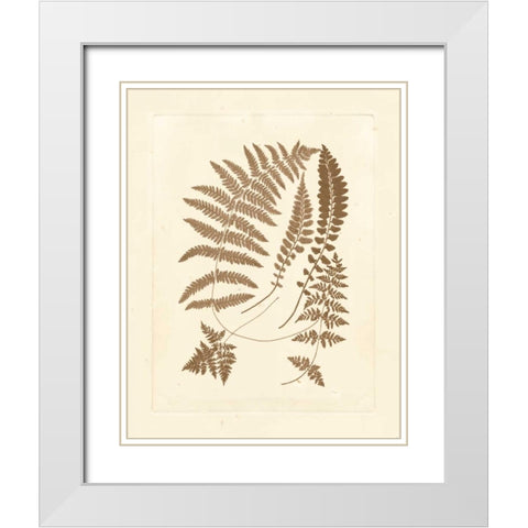 Sepia Ferns II White Modern Wood Framed Art Print with Double Matting by Vision Studio