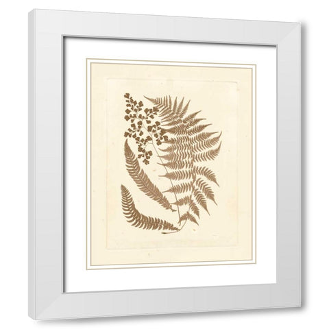 Sepia Ferns III White Modern Wood Framed Art Print with Double Matting by Vision Studio