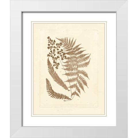 Sepia Ferns III White Modern Wood Framed Art Print with Double Matting by Vision Studio