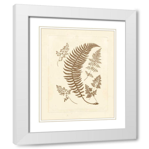 Sepia Ferns IV White Modern Wood Framed Art Print with Double Matting by Vision Studio