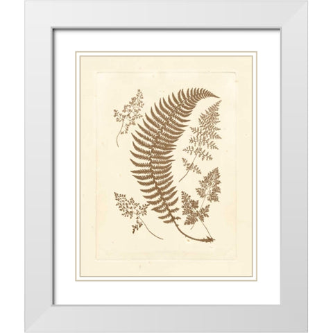 Sepia Ferns IV White Modern Wood Framed Art Print with Double Matting by Vision Studio