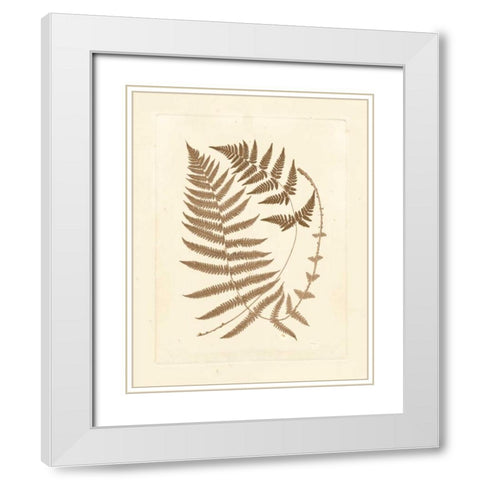 Sepia Ferns V White Modern Wood Framed Art Print with Double Matting by Vision Studio