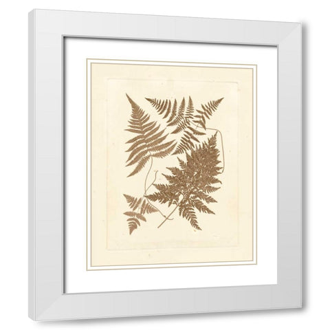 Sepia Ferns VI White Modern Wood Framed Art Print with Double Matting by Vision Studio