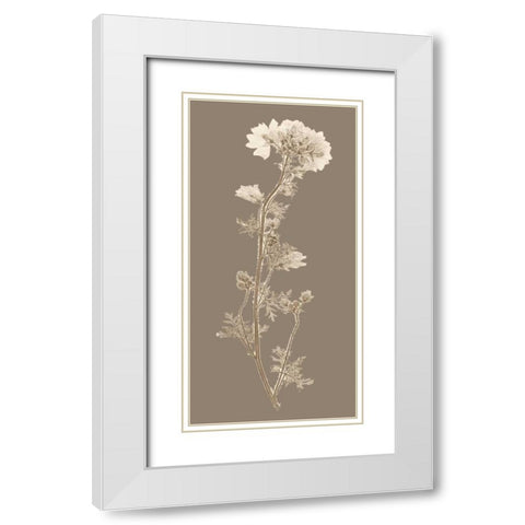 Taupe Nature Study I White Modern Wood Framed Art Print with Double Matting by Vision Studio