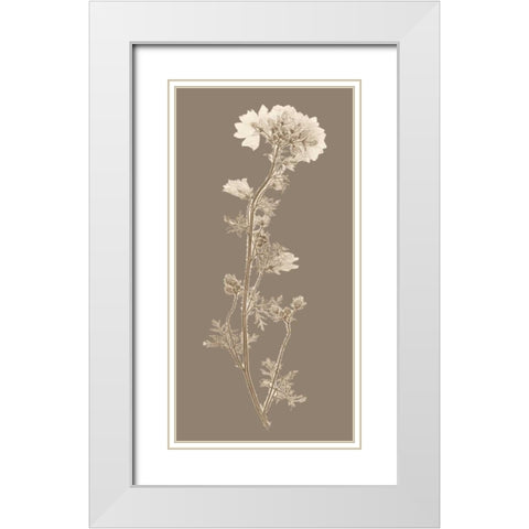 Taupe Nature Study I White Modern Wood Framed Art Print with Double Matting by Vision Studio