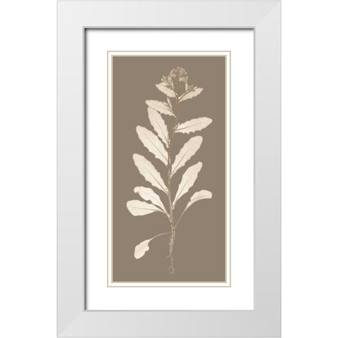 Taupe Nature Study IV White Modern Wood Framed Art Print with Double Matting by Vision Studio