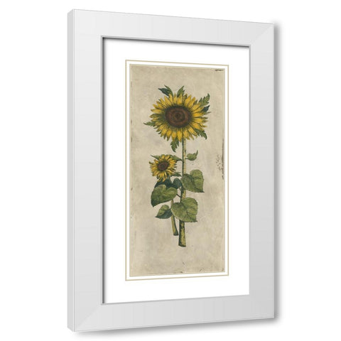 Sunflower Fresco II White Modern Wood Framed Art Print with Double Matting by Vision Studio