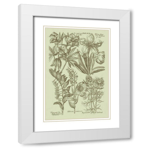 Garden of Flora III White Modern Wood Framed Art Print with Double Matting by Vision Studio