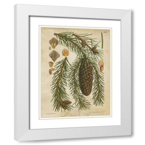 Vintage Conifers I White Modern Wood Framed Art Print with Double Matting by Vision Studio