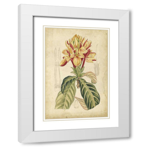 Curtis Tropical Blooms IV White Modern Wood Framed Art Print with Double Matting by Curtis