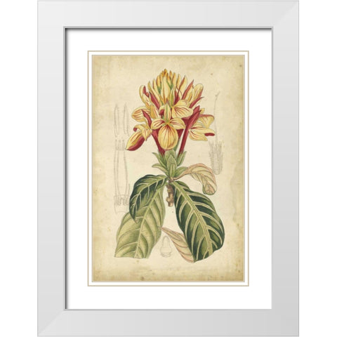 Curtis Tropical Blooms IV White Modern Wood Framed Art Print with Double Matting by Curtis