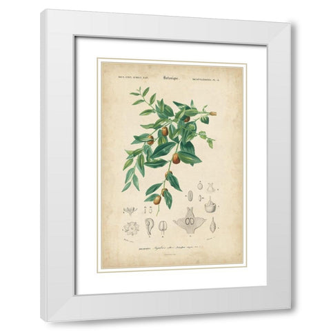 Tropical Botanique VII White Modern Wood Framed Art Print with Double Matting by Vision Studio