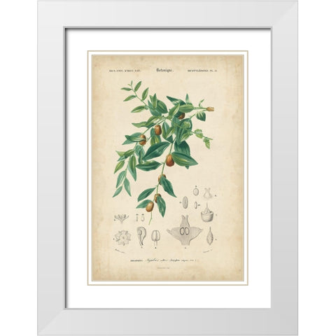 Tropical Botanique VII White Modern Wood Framed Art Print with Double Matting by Vision Studio