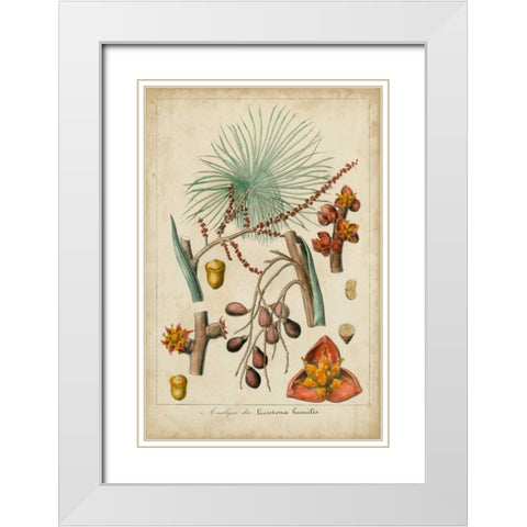 Palma Exotica III White Modern Wood Framed Art Print with Double Matting by Vision Studio