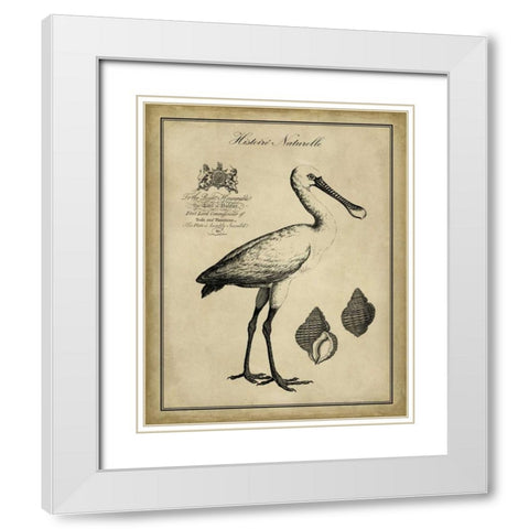 Antiquarian Spoonbill White Modern Wood Framed Art Print with Double Matting by Vision Studio
