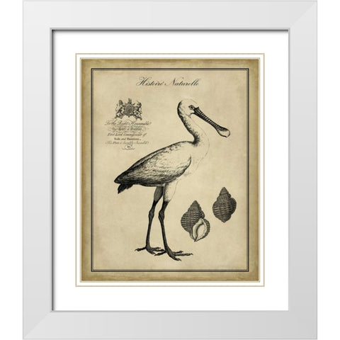 Antiquarian Spoonbill White Modern Wood Framed Art Print with Double Matting by Vision Studio