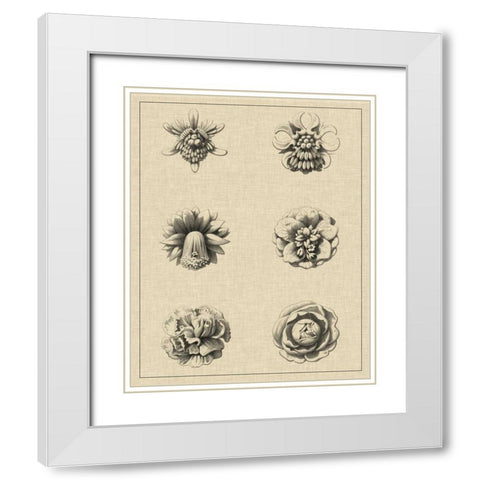Floral Rosette III White Modern Wood Framed Art Print with Double Matting by Vision Studio