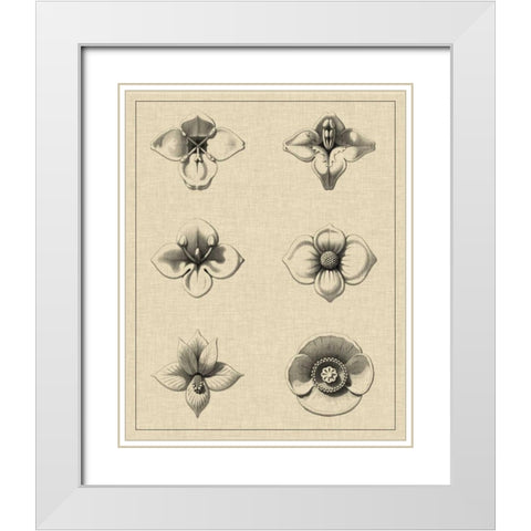 Floral Rosette IV White Modern Wood Framed Art Print with Double Matting by Vision Studio