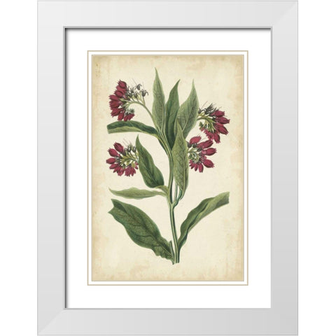 Botanical Display IV White Modern Wood Framed Art Print with Double Matting by Vision Studio