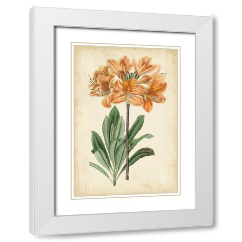 Botanical Display V White Modern Wood Framed Art Print with Double Matting by Vision Studio