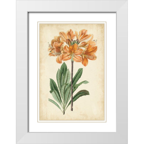 Botanical Display V White Modern Wood Framed Art Print with Double Matting by Vision Studio