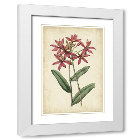 Botanical Display VI White Modern Wood Framed Art Print with Double Matting by Vision Studio