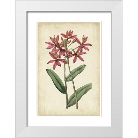 Botanical Display VI White Modern Wood Framed Art Print with Double Matting by Vision Studio