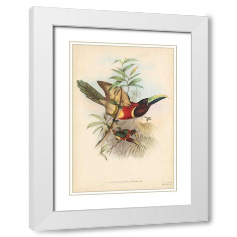 Tropical Toucans III White Modern Wood Framed Art Print with Double Matting by Gould, John