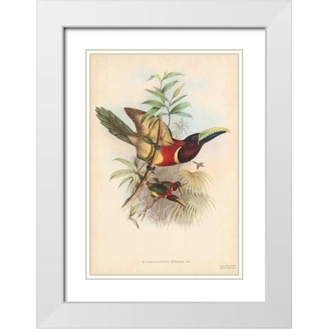 Tropical Toucans III White Modern Wood Framed Art Print with Double Matting by Gould, John