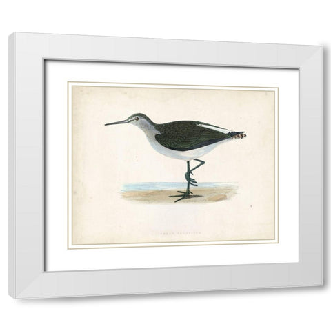 Morris Sandpiper VI White Modern Wood Framed Art Print with Double Matting by Morris