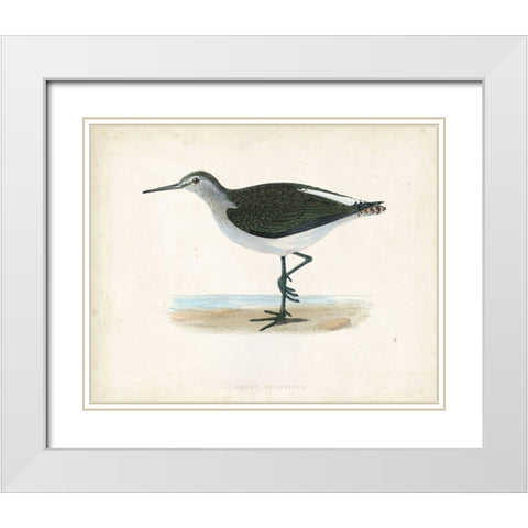 Morris Sandpiper VI White Modern Wood Framed Art Print with Double Matting by Morris