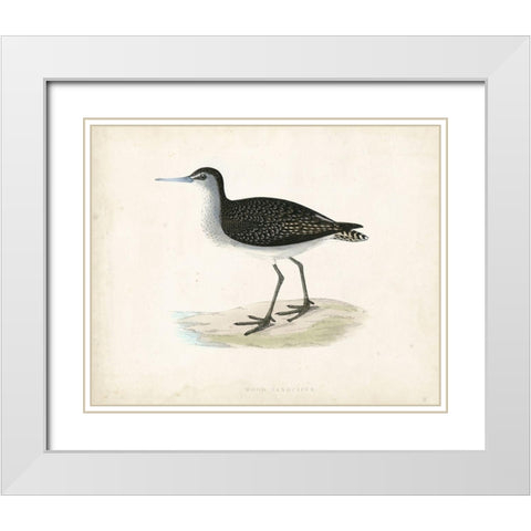 Morris Sandpiper VIII White Modern Wood Framed Art Print with Double Matting by Morris