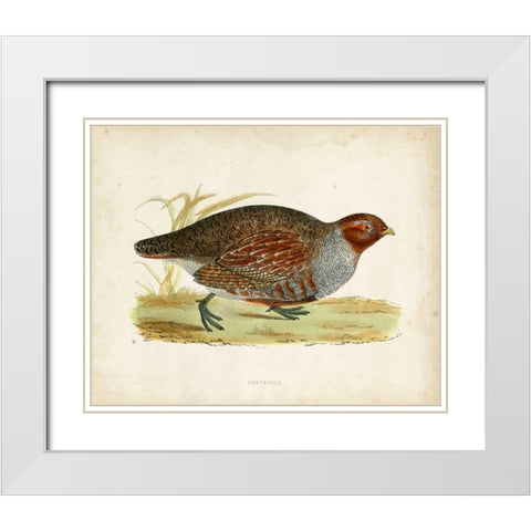 Morris Pheasants I White Modern Wood Framed Art Print with Double Matting by Morris